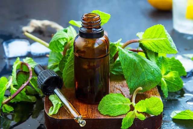 Cách dùng bạc hà giảm buồn nôn